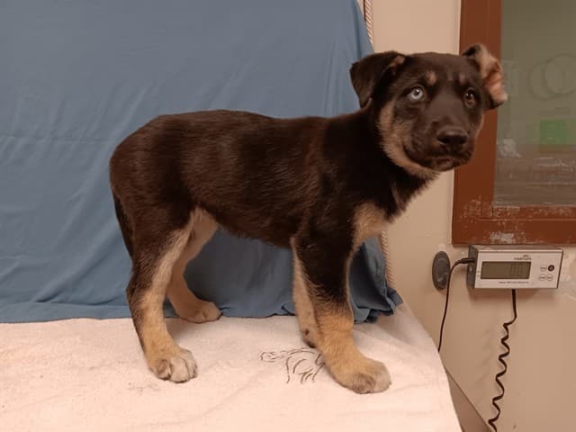 Dakota, a German Shepherd, available for adoption