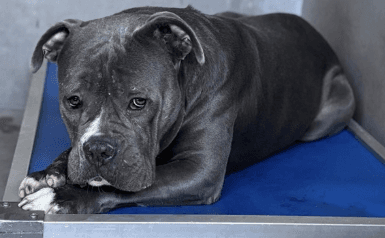 Dolly, a Pit Bull Terrier, available for adoption