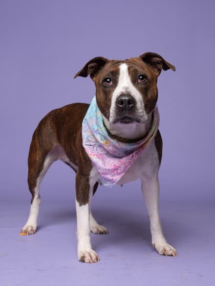 Marsala, a Terrier, available for adoption