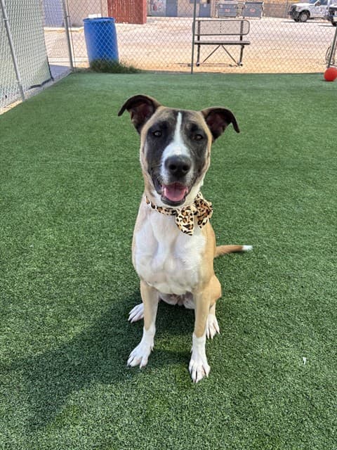 Matilda, a Black Mouth Cur, available for adoption