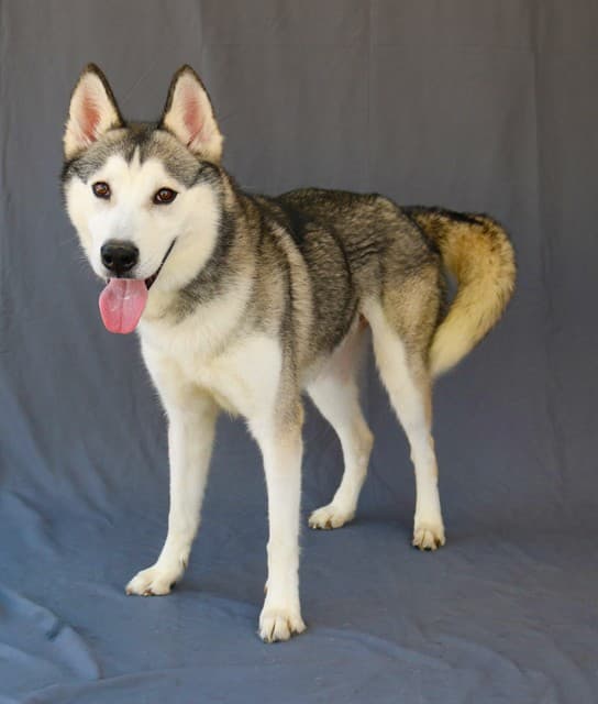Blu, a Siberian Husky, available for adoption