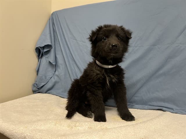 Finn, a Australian Cattle Dog/Blue Heeler, available for adoption