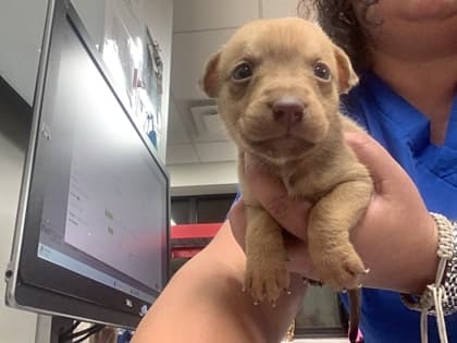 Brad, a Pit Bull Terrier, available for adoption