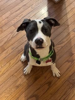 Courage The Girl Dog4, a Terrier, available for adoption