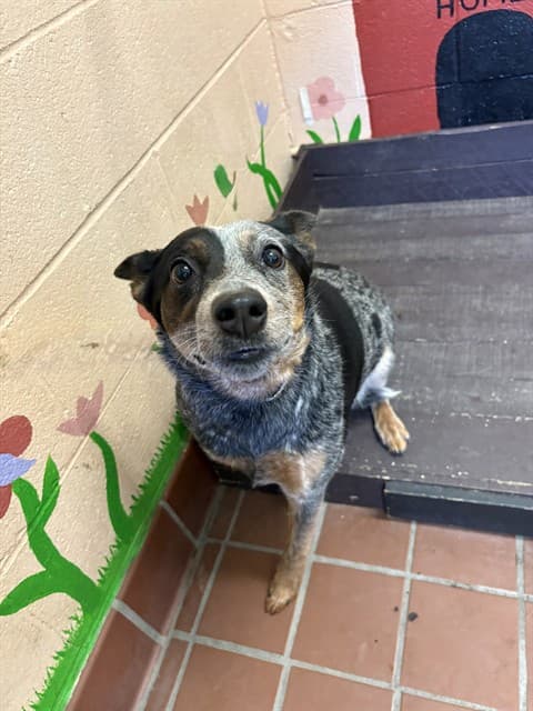 Roo, a Australian Cattle Dog/Blue Heeler, available for adoption