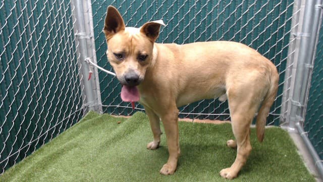 Tink, a German Shepherd, available for adoption