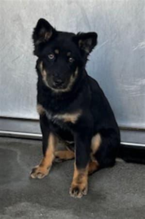 Benny, a German Shepherd, available for adoption