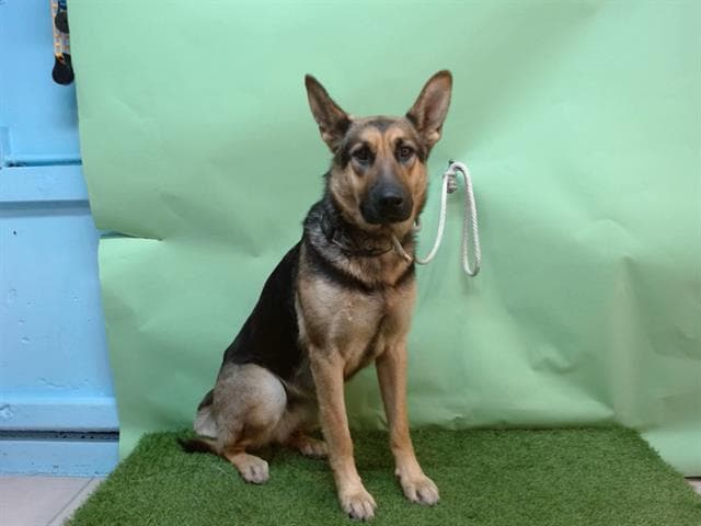Nikki, a German Shepherd, available for adoption
