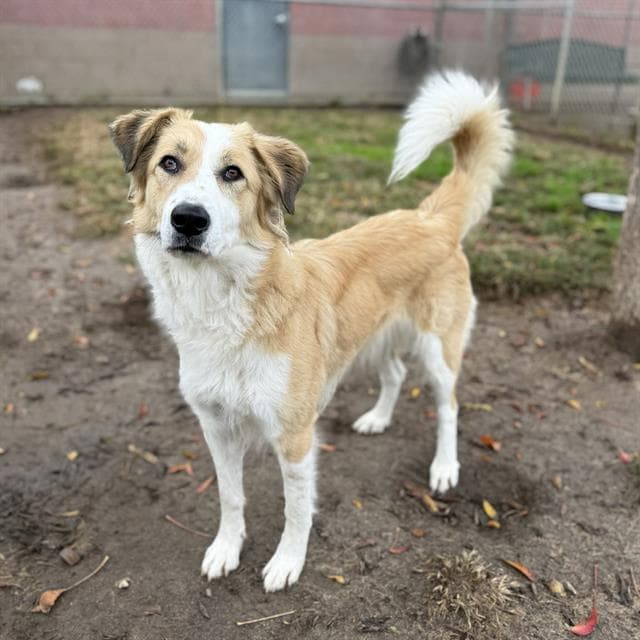 Belle, a Border Collie, available for adoption