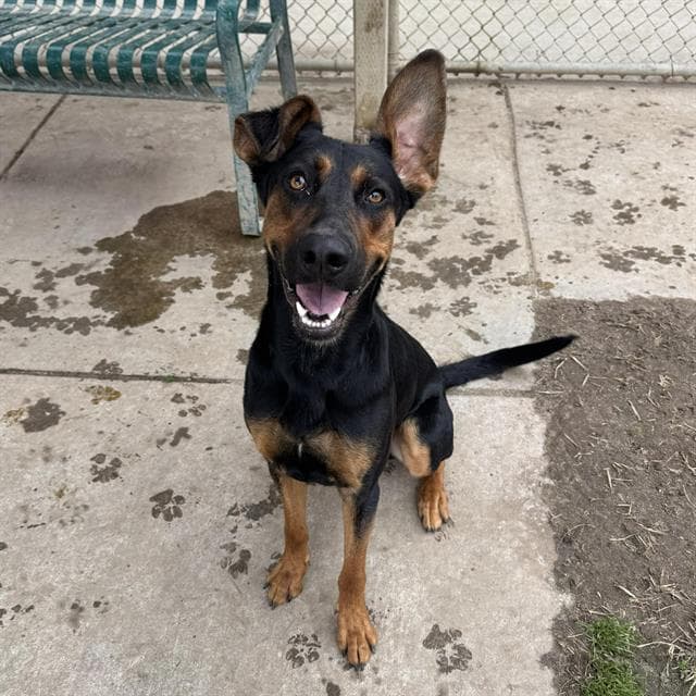 Alfalfa, a Doberman Pinscher, available for adoption