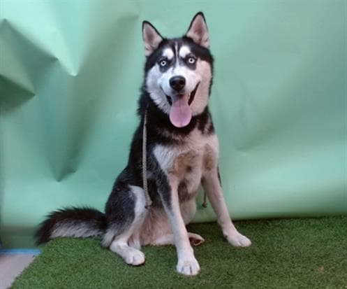Dino, a Siberian Husky, available for adoption