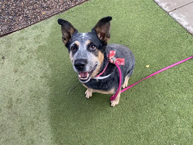 Sasha, a Australian Cattle Dog/Blue Heeler, available for adoption