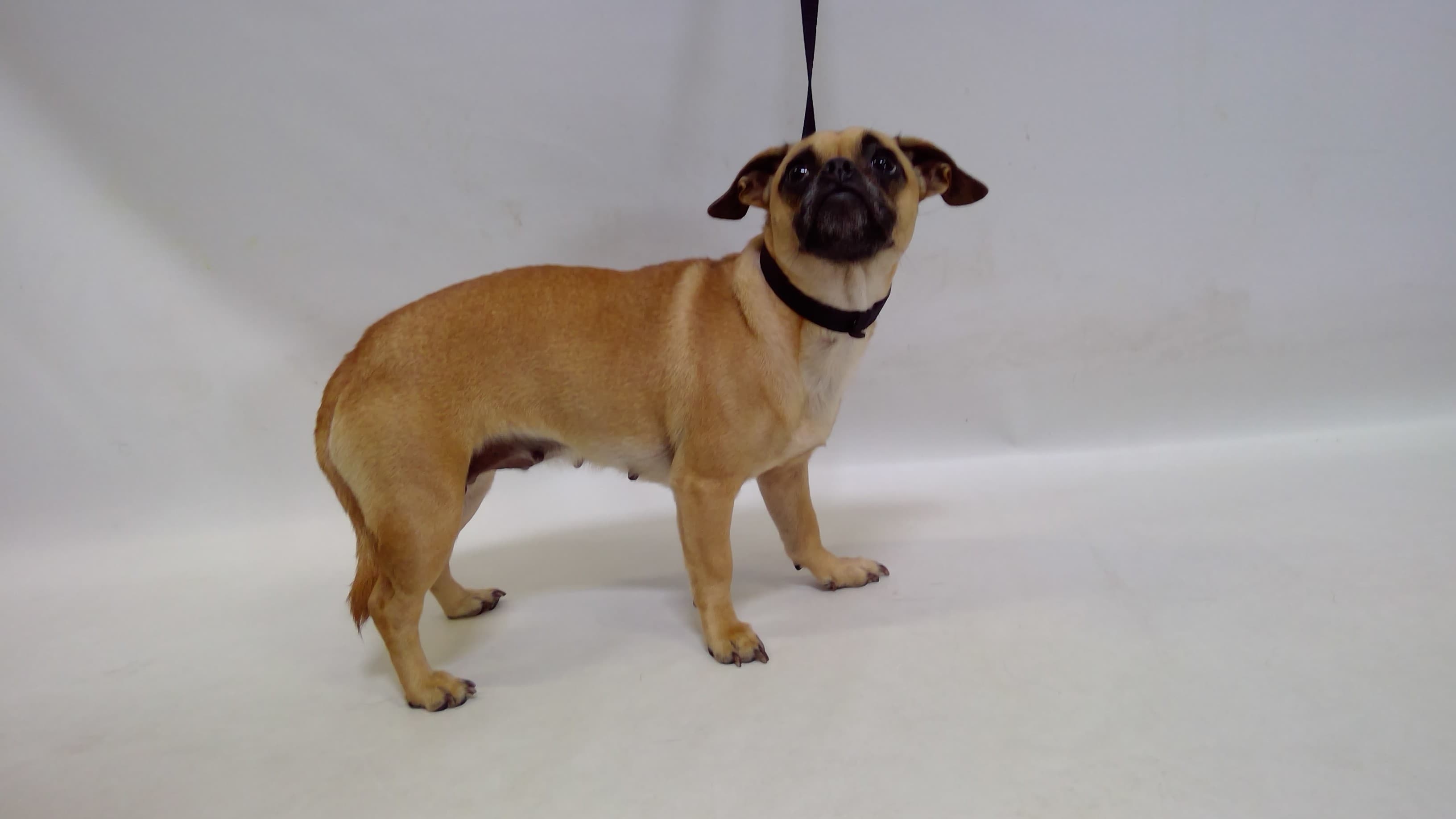 26-04977, a Pug (mix breed), available for adoption
