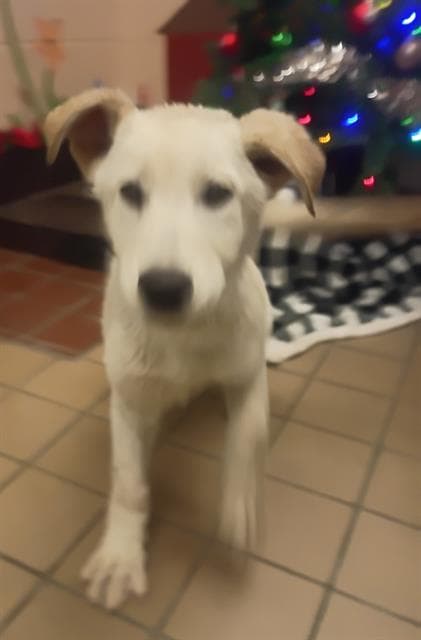 Egg, a German Shepherd, available for adoption