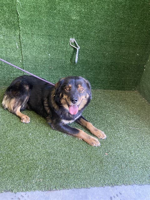 A5754464, a Australian Shepherd, available for adoption