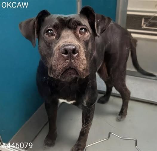 Gabby, a Boxer, available for adoption