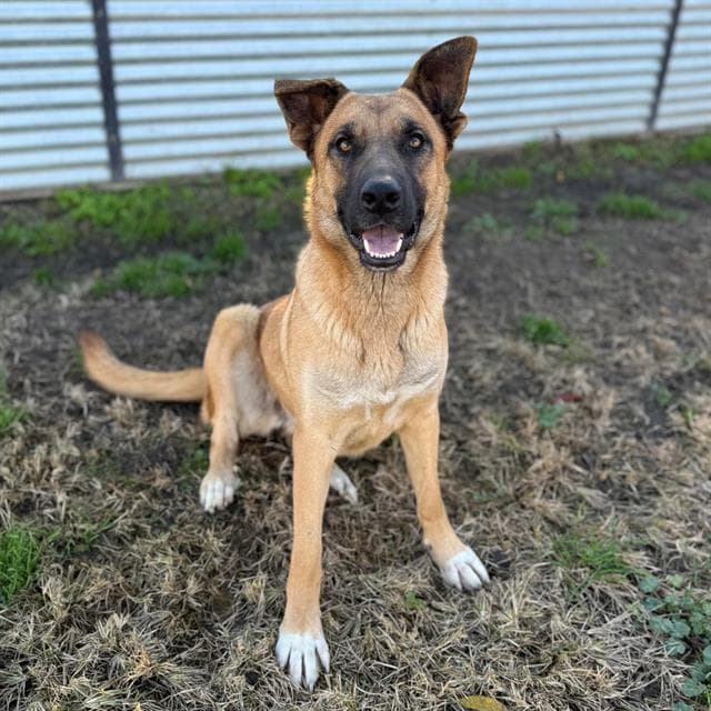 Kimi, a German Shepherd, available for adoption
