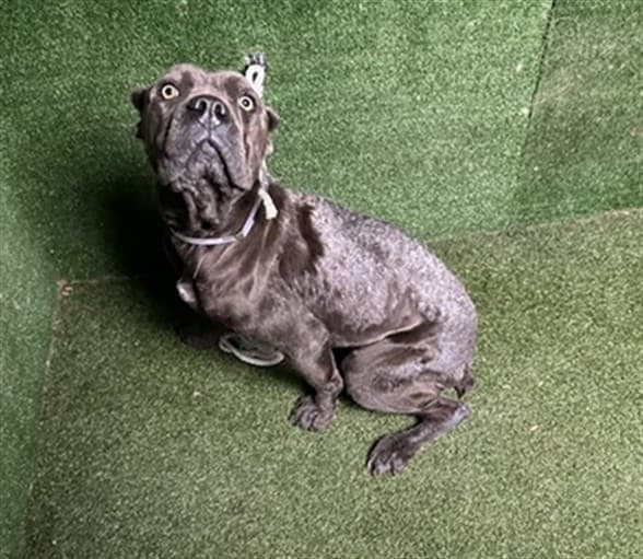 Clara, a Cane Corso Mastiff, available for adoption