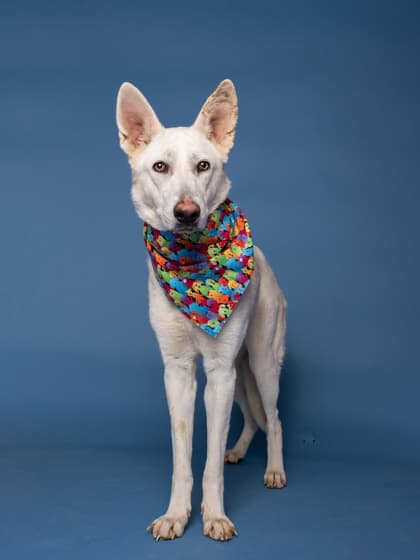 Ciri4, a Labrador Retriever, available for adoption