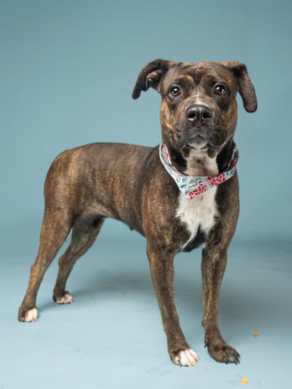 Darla Girl, a Terrier, available for adoption