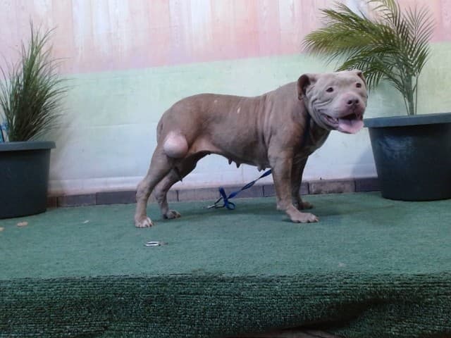 Jade, a Pit Bull Terrier, available for adoption