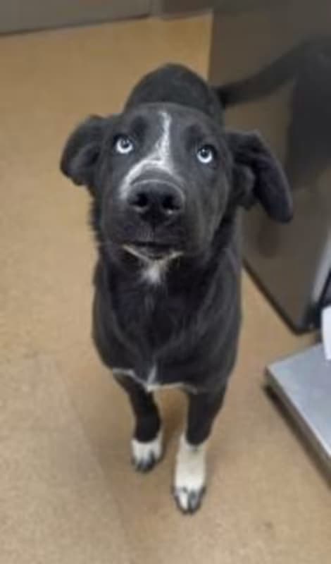 Lenny, a Labrador Retriever (mix breed), available for adoption