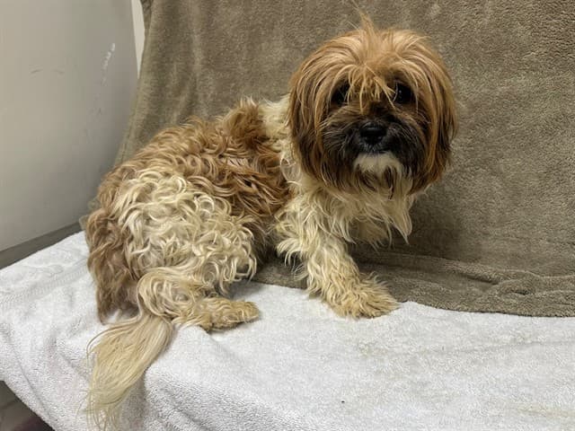 A5741185, a Shih Tzu, available for adoption