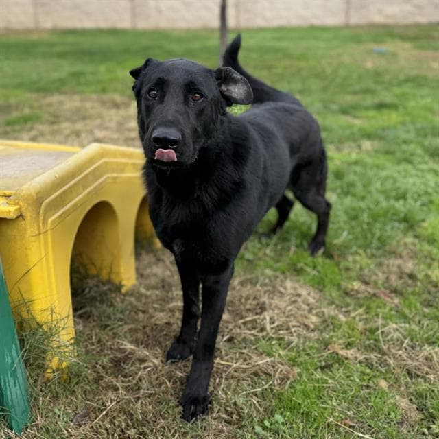 Leo, a German Shepherd, available for adoption