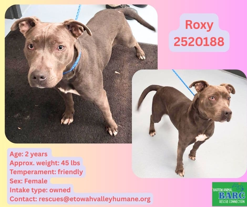 Roxy, a American Staffordshire Terrier, available for adoption
