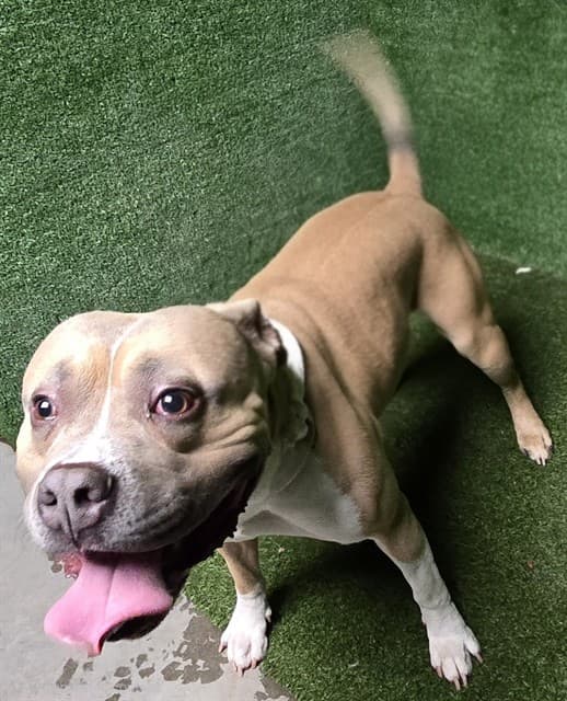 Presley, a Pit Bull Terrier, available for adoption