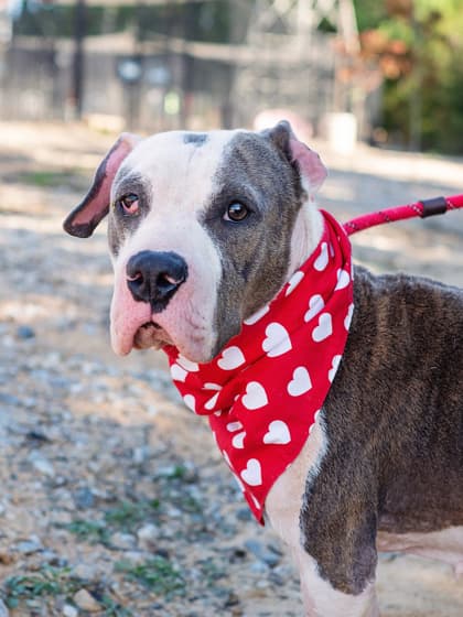 Cheetah Girl, a Terrier, available for adoption