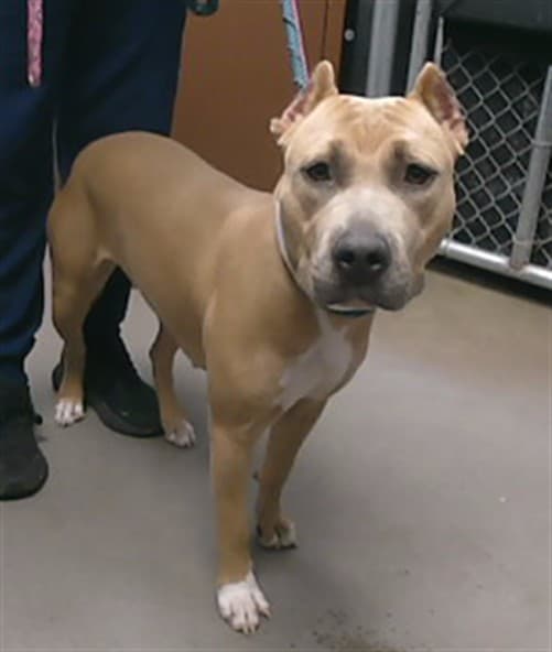 Ms. Pickles, a Pit Bull Terrier (mix breed), available for adoption