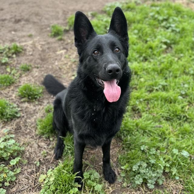 Kosmo, a German Shepherd, available for adoption