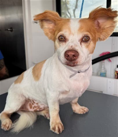 Gordo, a Chihuahua, available for adoption