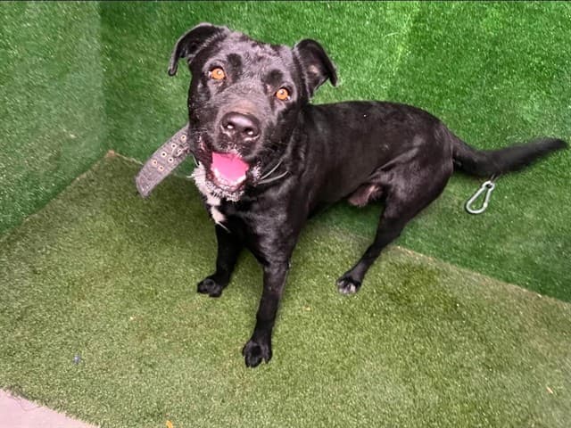 Waldomar, a Labrador Retriever, available for adoption