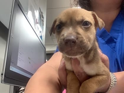 Martin, a Pit Bull Terrier, available for adoption
