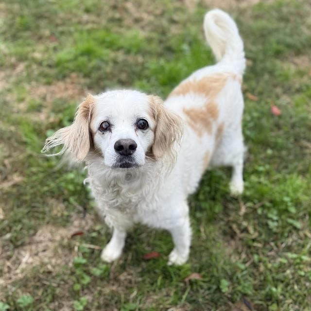 Xander, a Cocker Spaniel, available for adoption