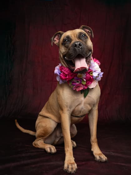 Minkah7, a Terrier, available for adoption