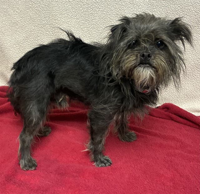 A5353005, a Terrier, available for adoption