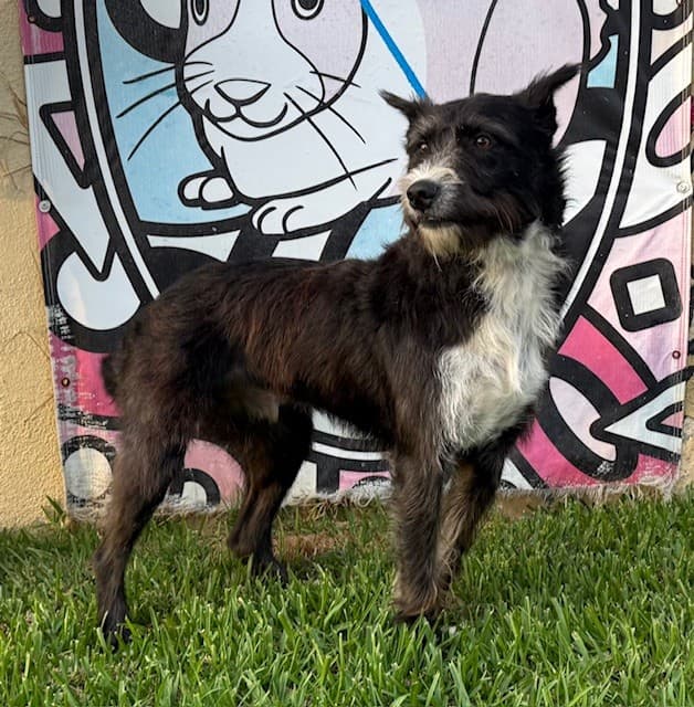 Nano, a Terrier, available for adoption