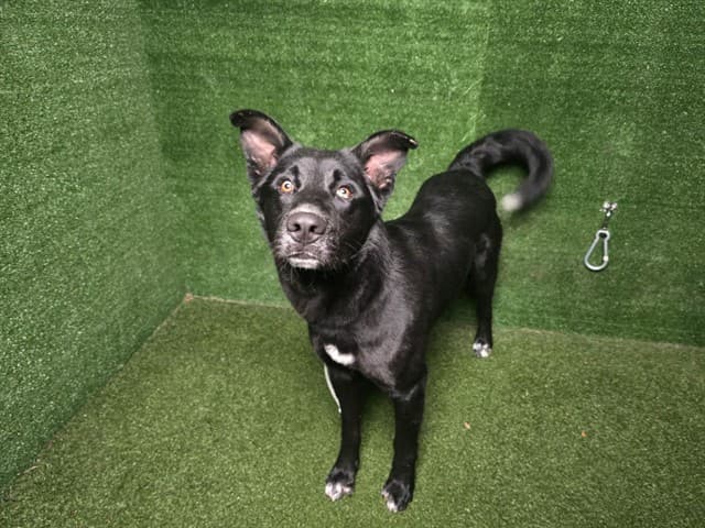 Blizzard, a German Shepherd, available for adoption