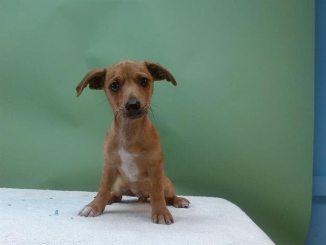 A5744658, a Dachshund, available for adoption