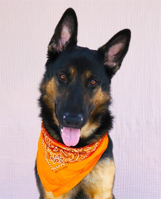 Max, a German Shepherd, available for adoption
