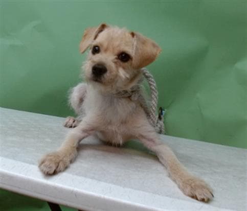 A5739661, a Terrier, available for adoption