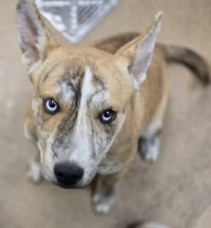Penne, a Australian Cattle Dog/Blue Heeler (mix breed), available for adoption