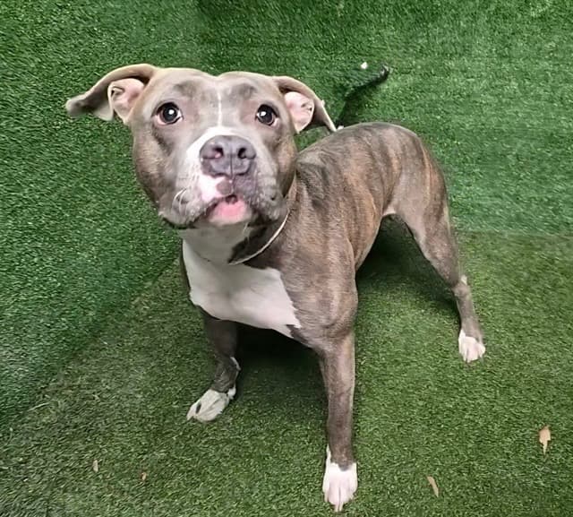 Aquafina, a Pit Bull Terrier, available for adoption