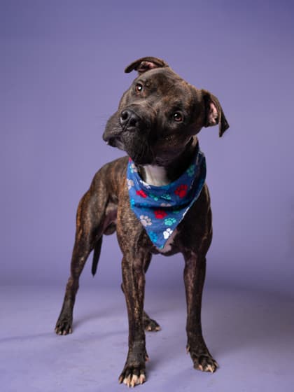 Alcon, a Terrier, available for adoption