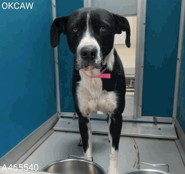 Oreo, a American Staffordshire Terrier, available for adoption