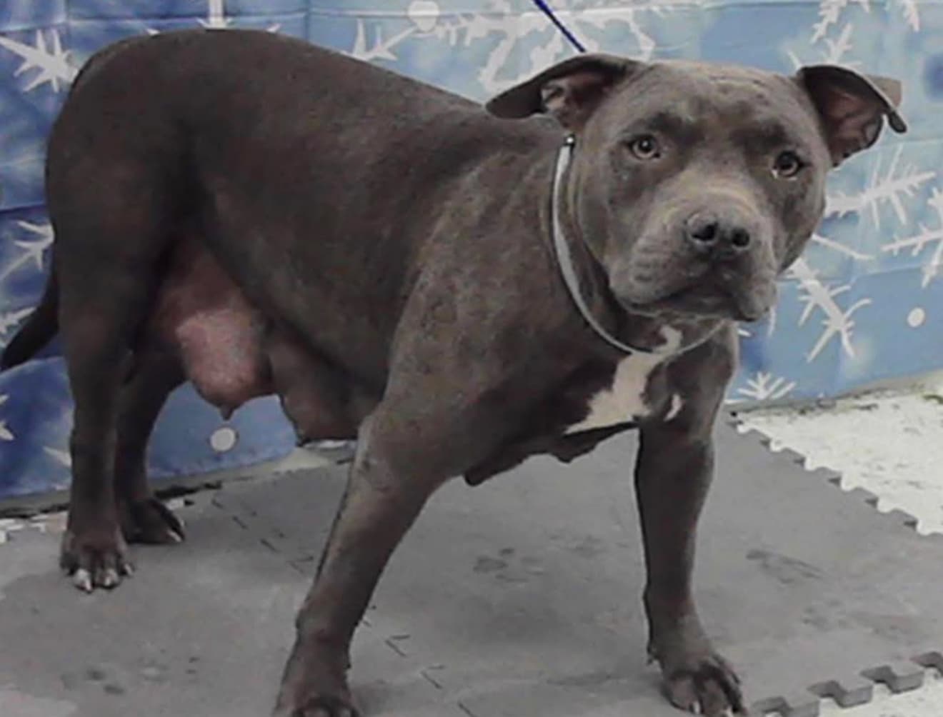 A2045894, a American Staffordshire Terrier, available for adoption