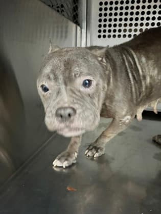 Polly Pocket, a American Bulldog, available for adoption